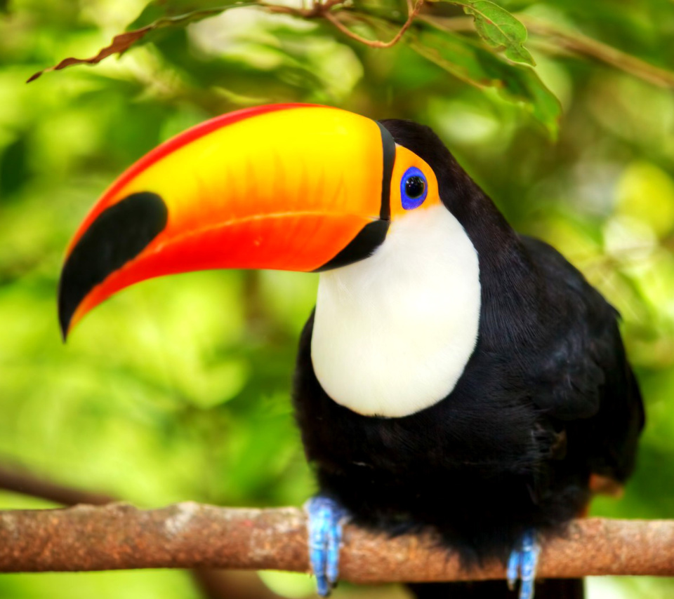 Sfondi Toucan Bird 960x854