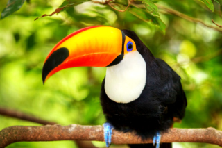 Toucan Bird Background for Android, iPhone and iPad
