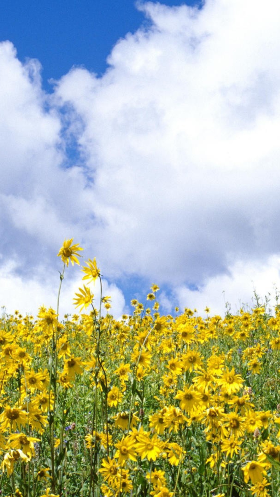 Sfondi Yellow Wildflowers 1080x1920