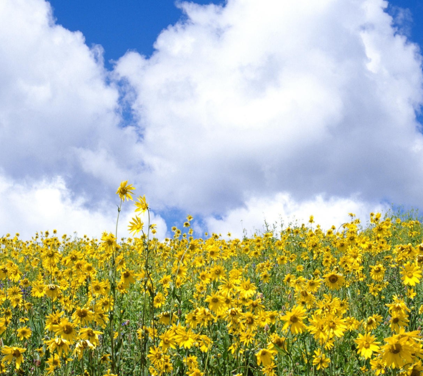 Das Yellow Wildflowers Wallpaper 1440x1280