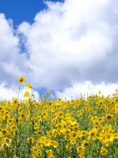 Fondo de pantalla Yellow Wildflowers 240x320