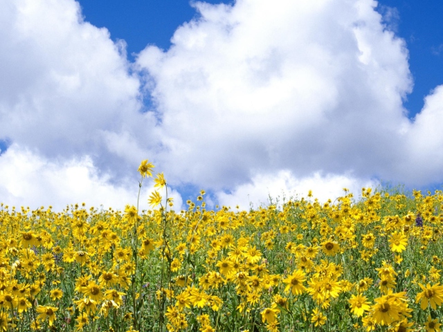 Fondo de pantalla Yellow Wildflowers 640x480