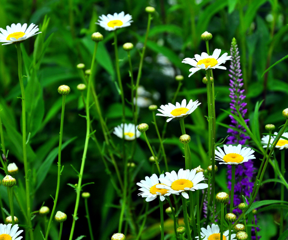 Screenshot №1 pro téma Daisies Field 960x800