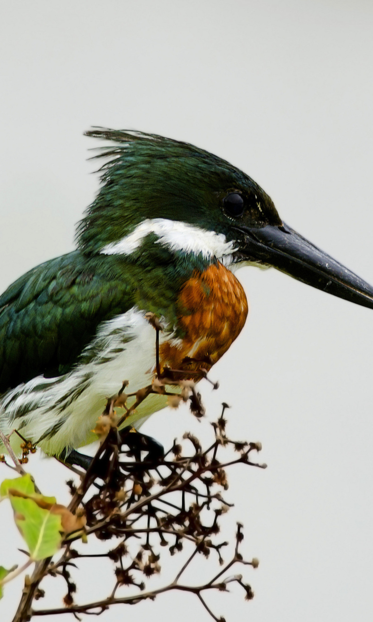 Sfondi Kingfisher 768x1280