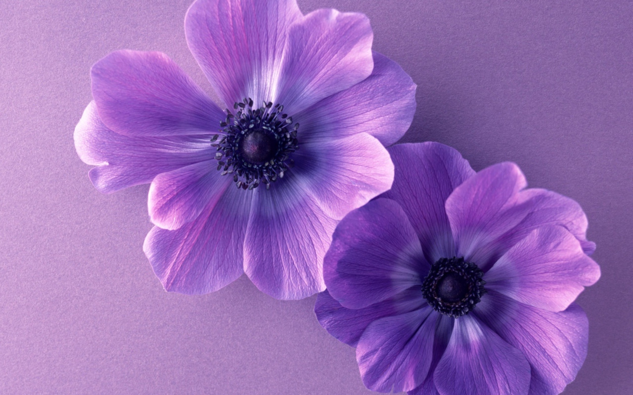 Das Violet Flowers Wallpaper 1280x800