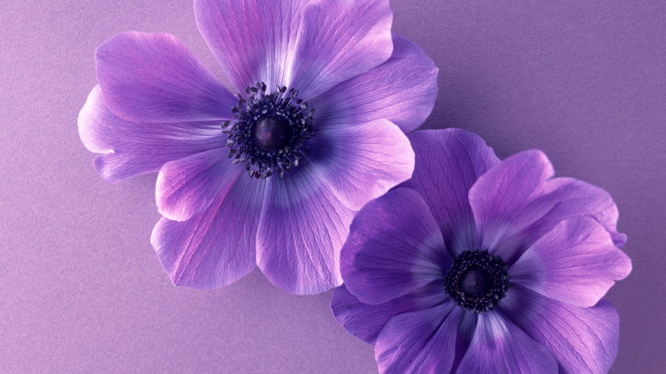 Violet Flowers screenshot #1 1366x768