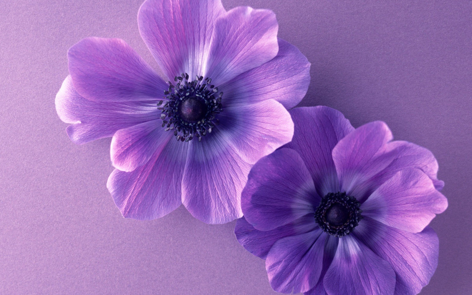 Screenshot №1 pro téma Violet Flowers 1920x1200