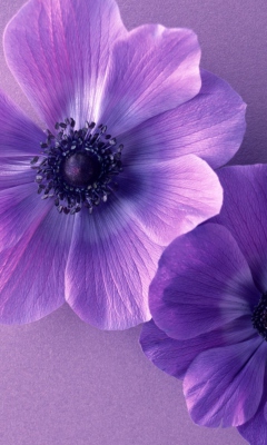 Screenshot №1 pro téma Violet Flowers 240x400