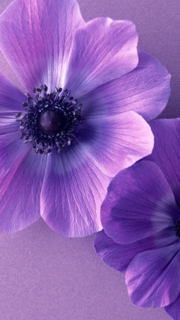 Обои Violet Flowers 360x640