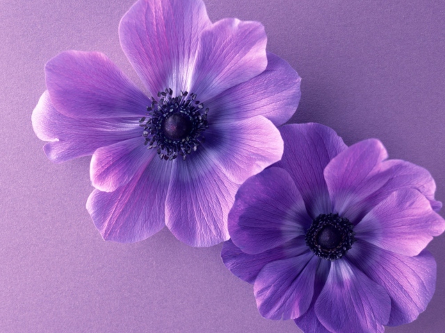 Das Violet Flowers Wallpaper 640x480