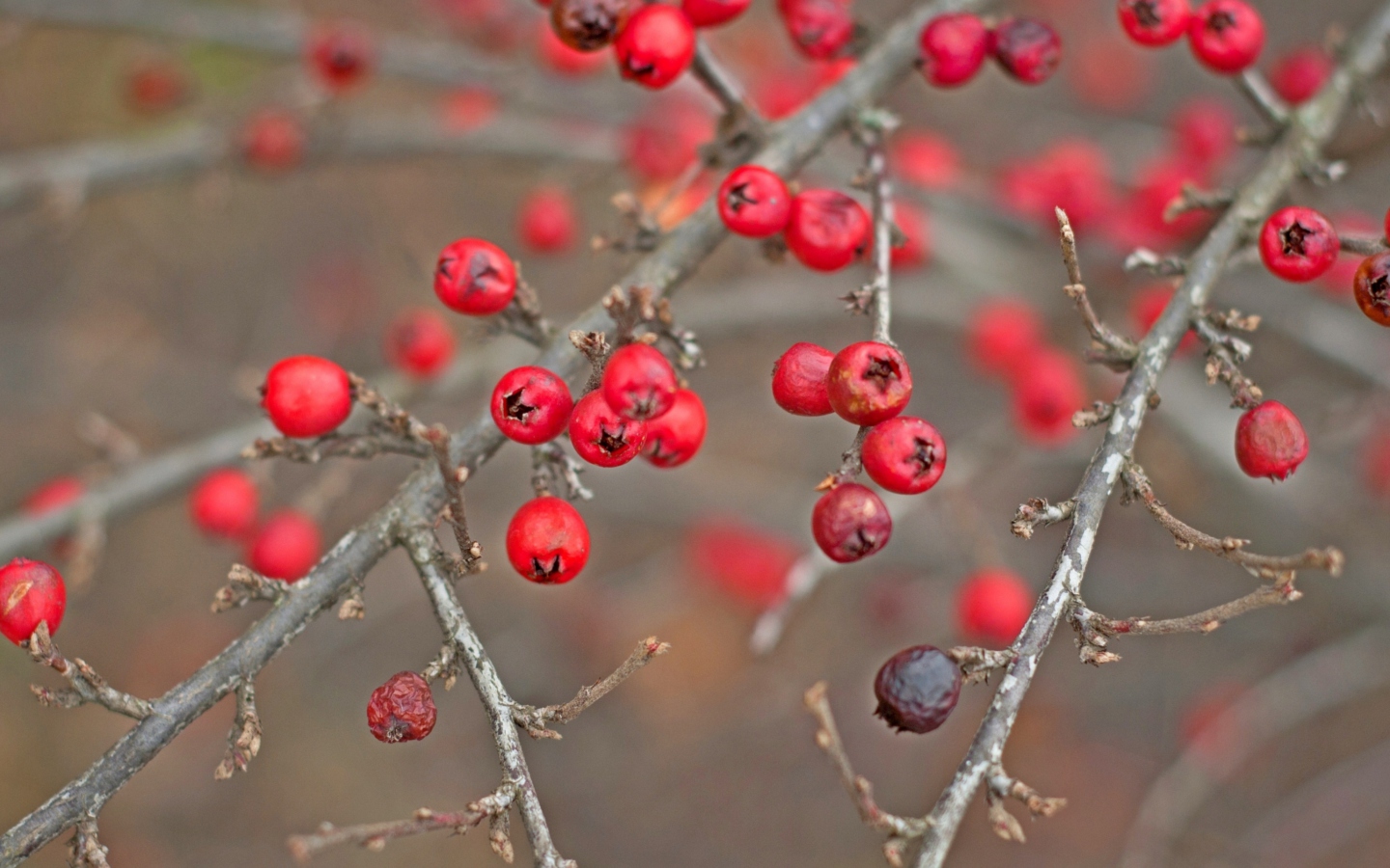 Sfondi Red Berries 1440x900