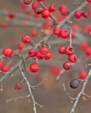 Red Berries - Obrázkek zdarma pro Nokia Asha 310