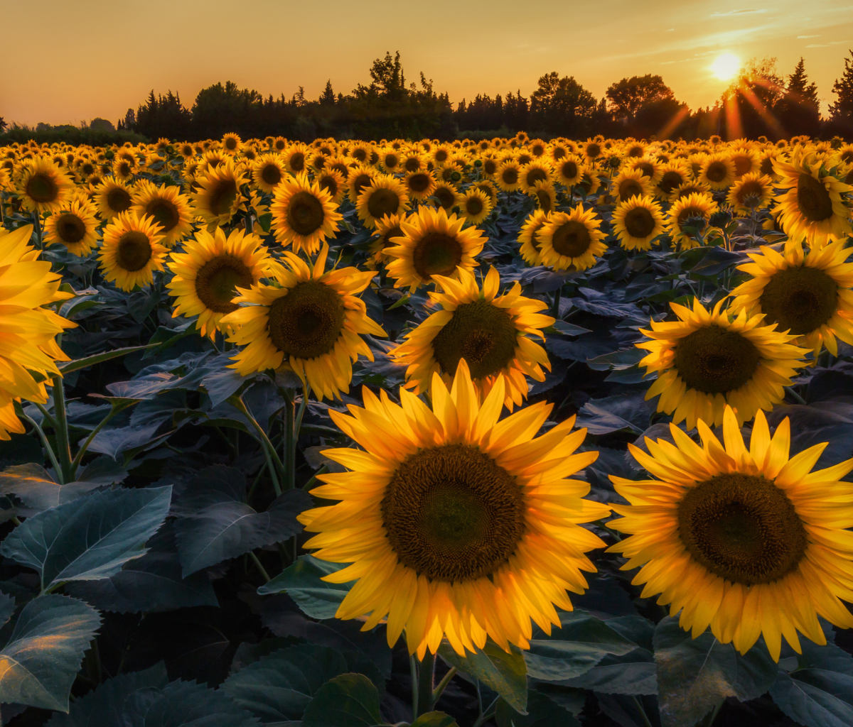 Sfondi Sunflower Field In Evening 1200x1024