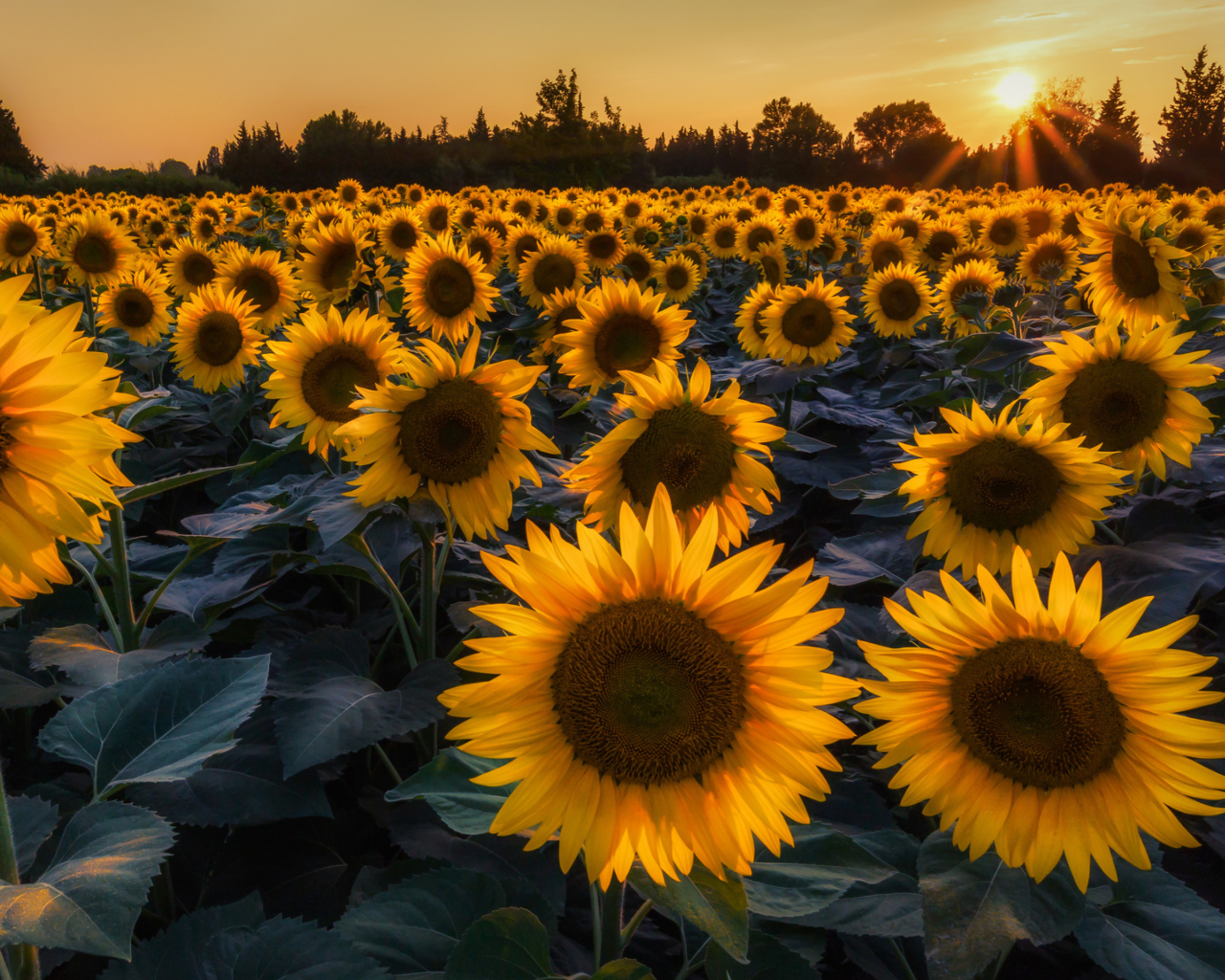 Fondo de pantalla Sunflower Field In Evening 1280x1024