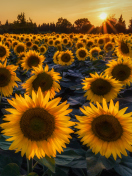 Das Sunflower Field In Evening Wallpaper 132x176
