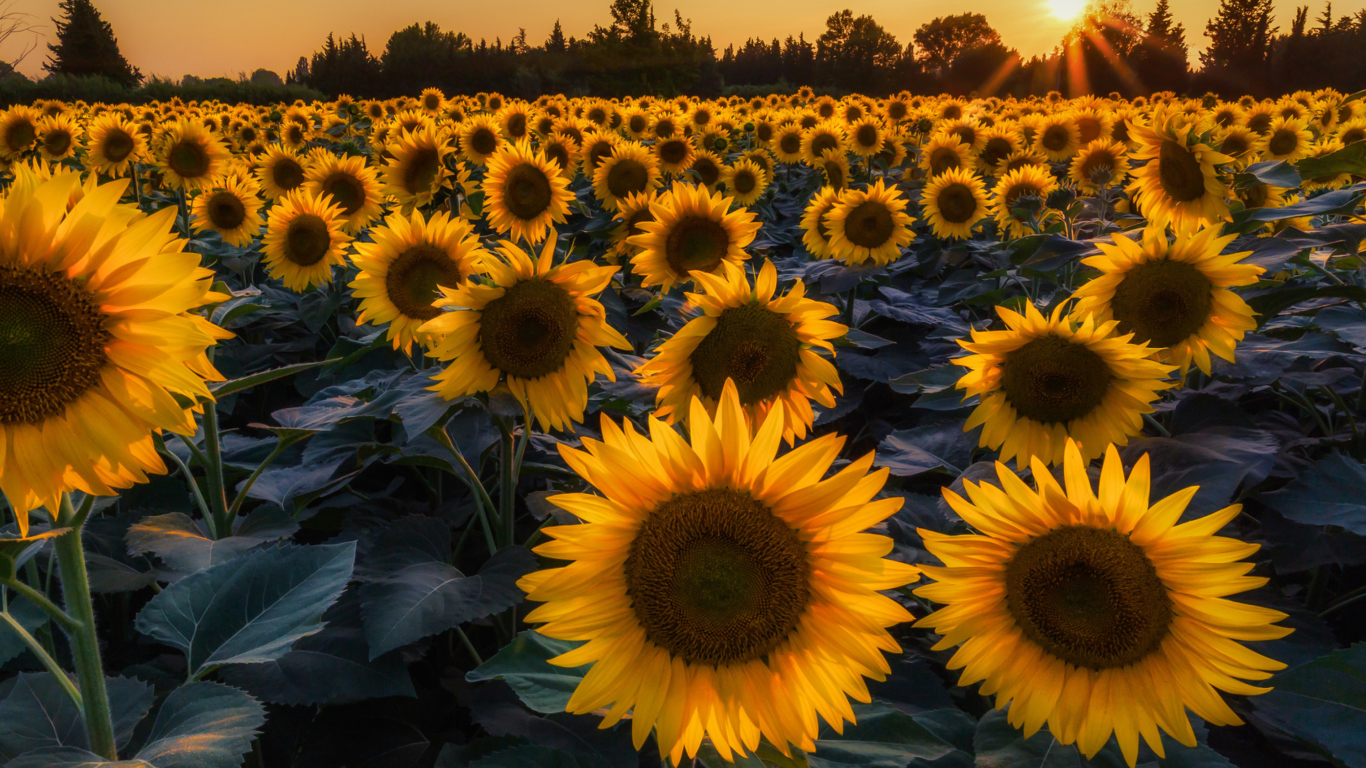 Das Sunflower Field In Evening Wallpaper 1366x768