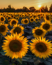 Sfondi Sunflower Field In Evening 176x220