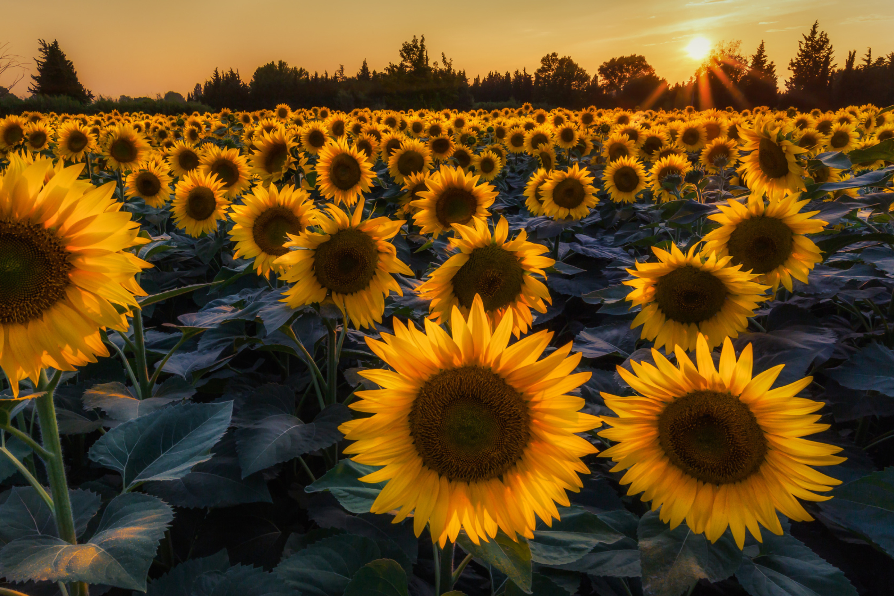 Das Sunflower Field In Evening Wallpaper 2880x1920