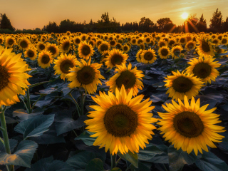 Обои Sunflower Field In Evening 320x240