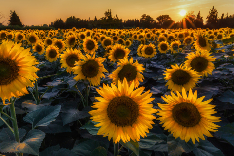 Sunflower Field In Evening wallpaper 480x320