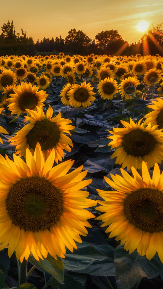 Fondo de pantalla Sunflower Field In Evening 640x1136