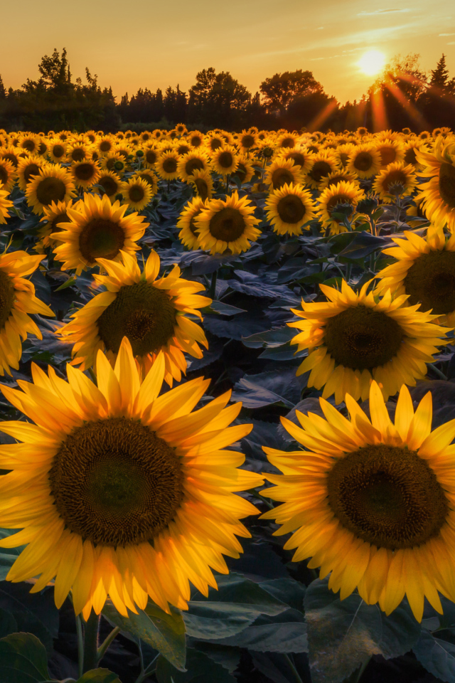Sfondi Sunflower Field In Evening 640x960