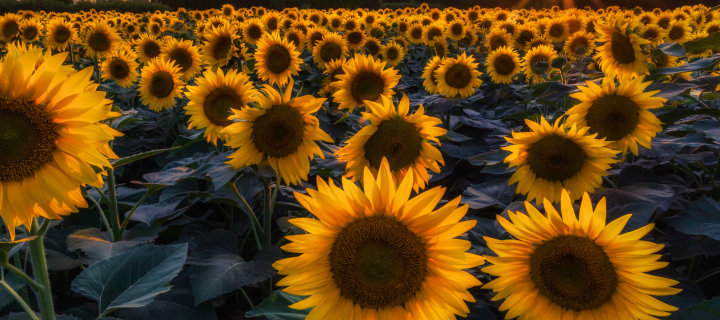 Sunflower Field In Evening screenshot #1 720x320
