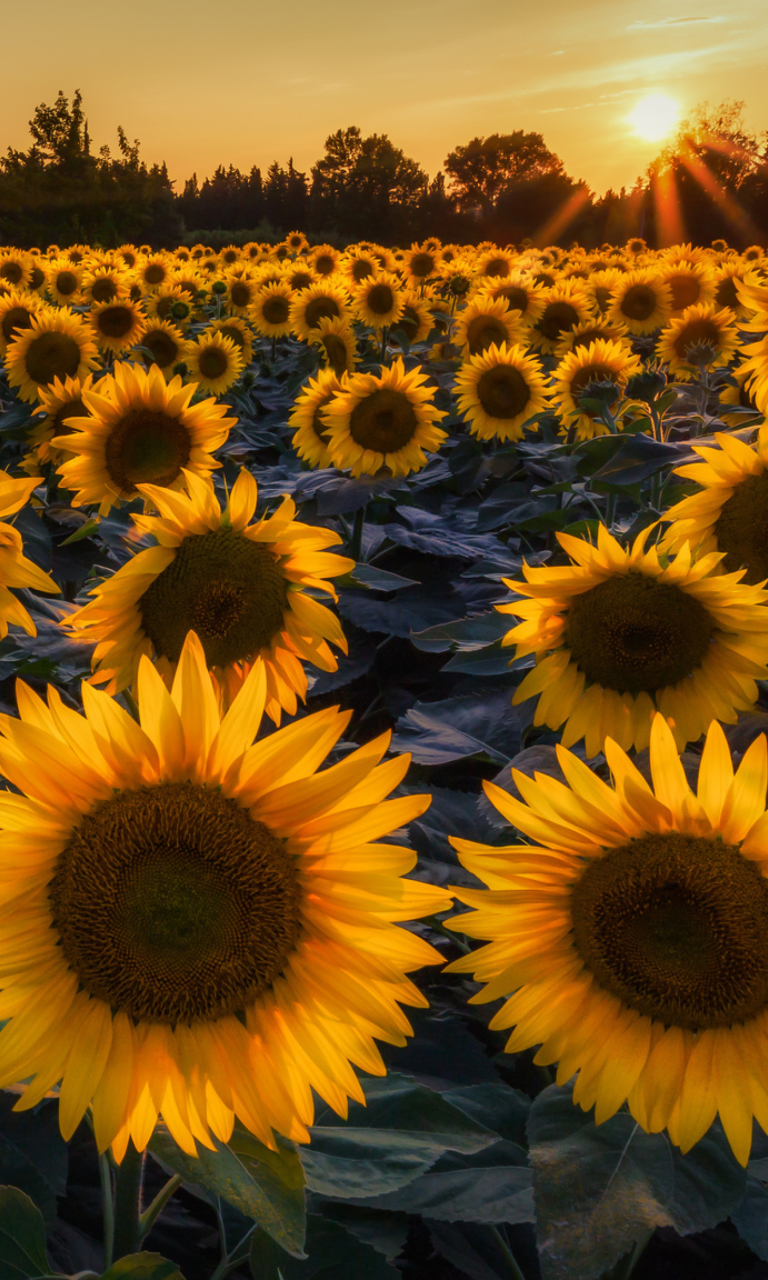 Sunflower Field In Evening wallpaper 768x1280