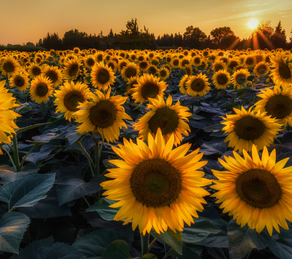 Das Sunflower Field In Evening Wallpaper 960x854