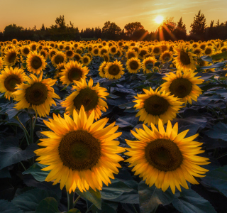 Kostenloses Sunflower Field In Evening Wallpaper für 1024x1024