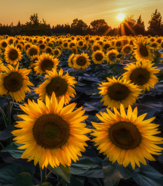 Kostenloses Sunflower Field In Evening Wallpaper für Nokia C5-03