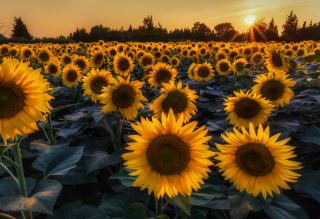 Sunflower Field In Evening Background for Android, iPhone and iPad