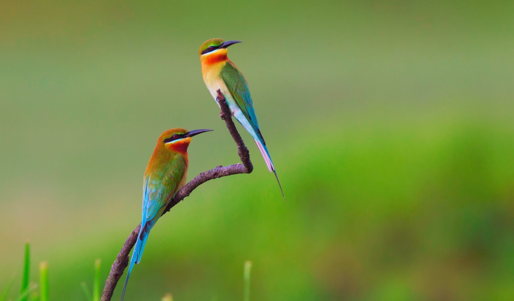 Fondo de pantalla European bee-eater Birds 1024x600