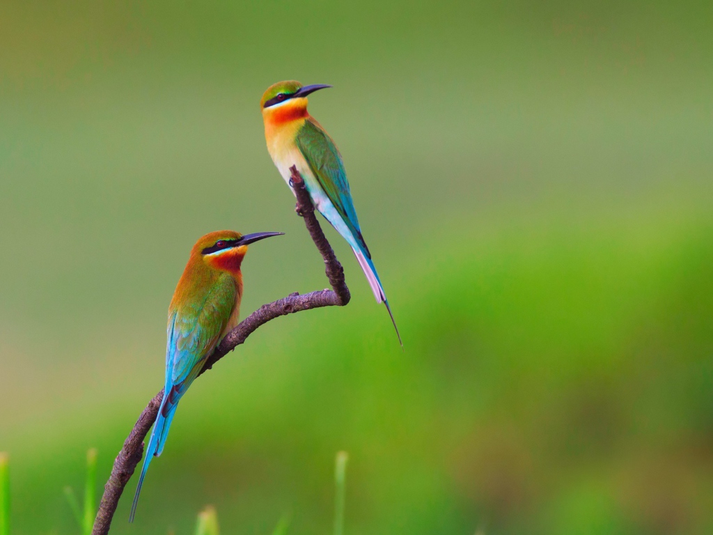 Обои European bee-eater Birds 1024x768
