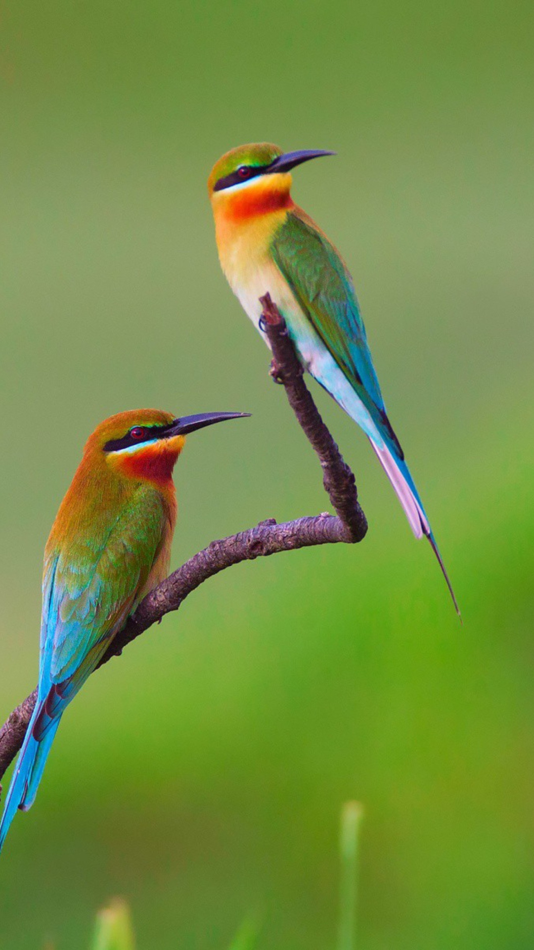 Обои European bee-eater Birds 1080x1920