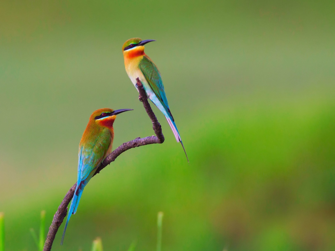 European bee-eater Birds screenshot #1 1152x864
