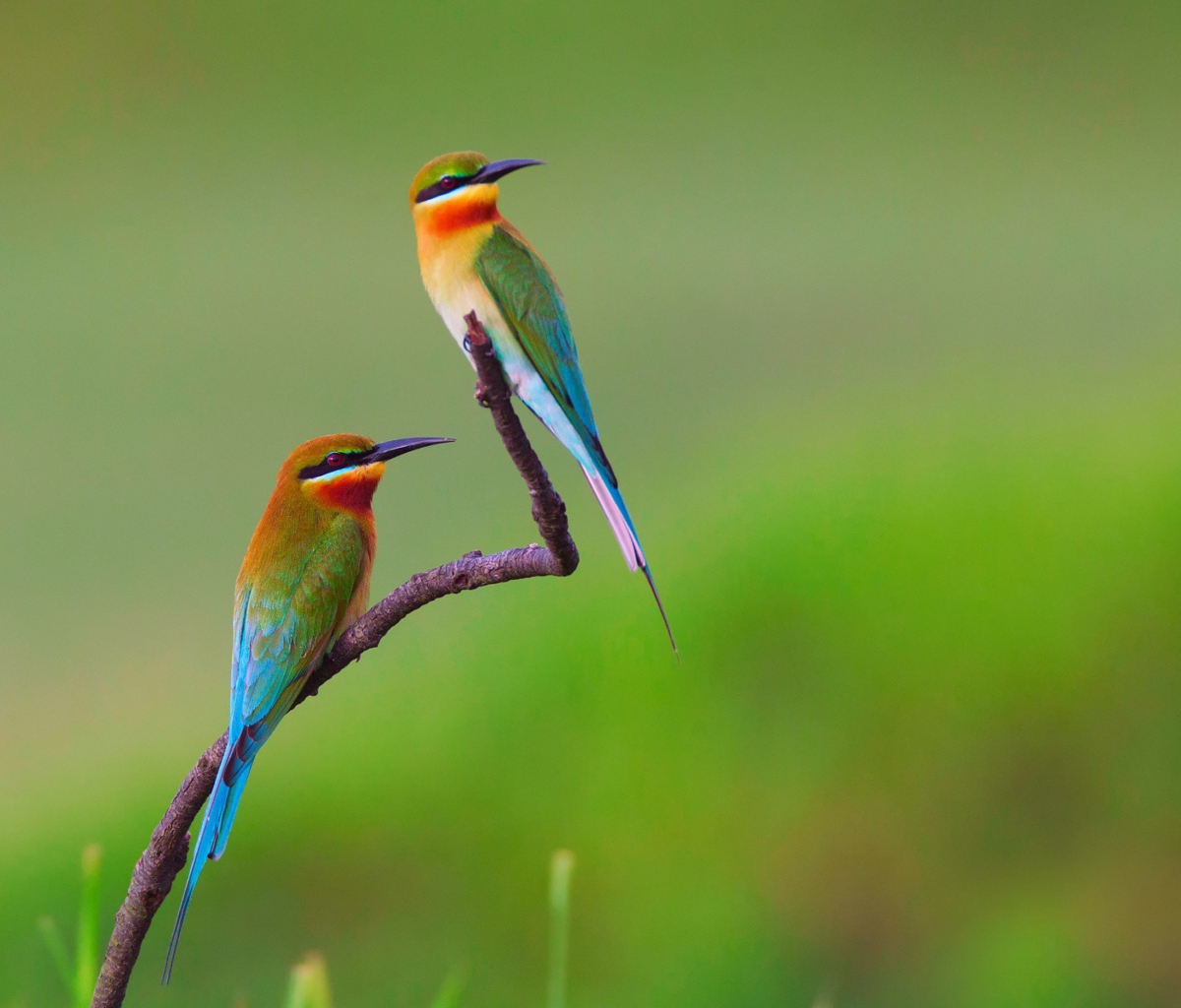 Обои European bee-eater Birds 1200x1024