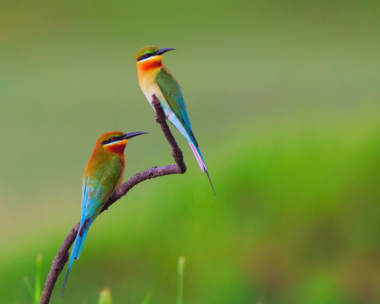 Screenshot №1 pro téma European bee-eater Birds 1280x1024
