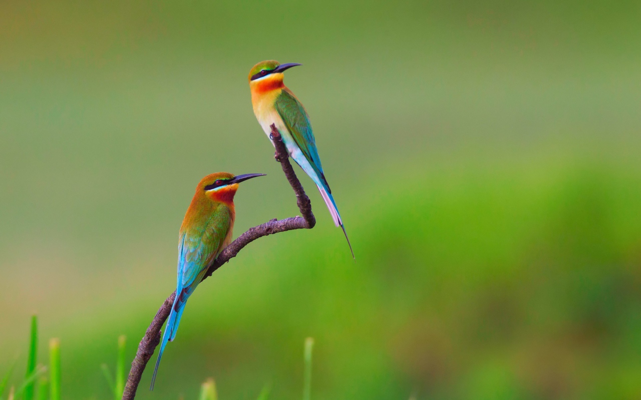 Fondo de pantalla European bee-eater Birds 1280x800