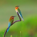 European bee-eater Birds screenshot #1 128x128