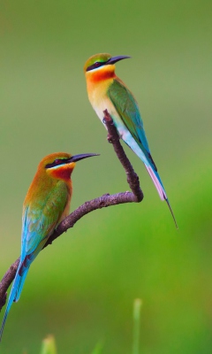 Обои European bee-eater Birds 240x400