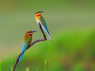 European bee-eater Birds screenshot #1 320x240