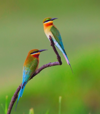 European bee-eater Birds - Obrázkek zdarma pro 132x176