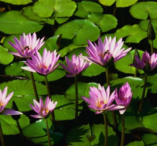 Water Lilies - Obrázkek zdarma pro iPad mini