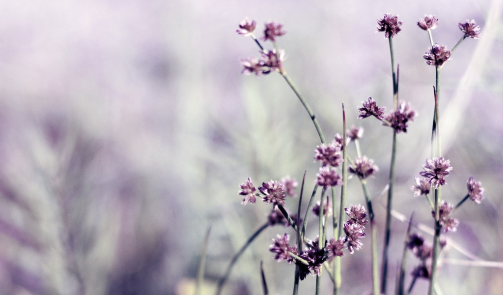 Wild Flowers screenshot #1 1024x600