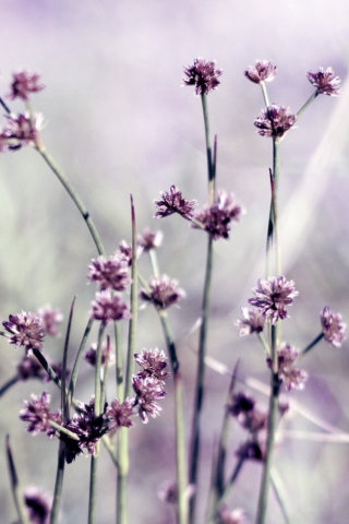 Wild Flowers wallpaper 320x480