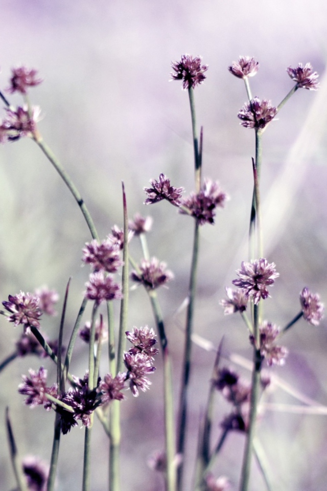 Wild Flowers screenshot #1 640x960
