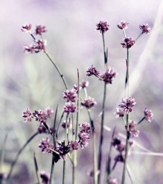 Wild Flowers Wallpaper for 1024x1024