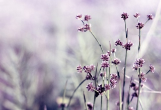 Wild Flowers Picture for Android, iPhone and iPad