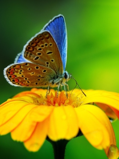 Sfondi Blue Butterfly On Yellow Flower 240x320